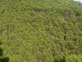 /album/photo-gallery-photogallery/woodland-covered-hilside-near-rute-jpg/